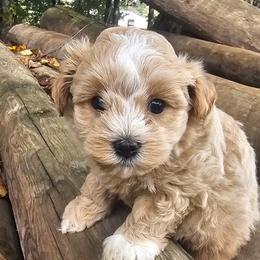 Maltipoo puppies from Poodle Me Crazy