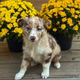 Australian Shepherd Puppies from Southern Tribute Farms