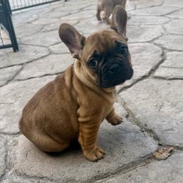 Junior from OFA'd Parents - Fawn male French Bulldog puppy in Billings, Montana from Yellowstone Frenchies