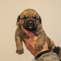 Girl 1 - Fawn female Cane Corso puppy in Cable, Ohio from Americana Cane Corso