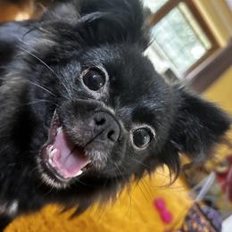 Pip - Mi-Ki