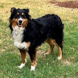 Echo - Australian Shepherd