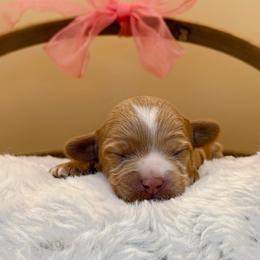 Holly - Caramel female Australian Labradoodle puppy in Anderson, California from Shaggy Doodles