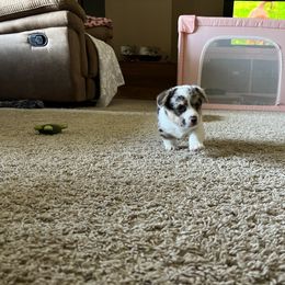 American Corgi and Pembroke Welsh Corgi Puppies from Robyn's Nest Farm