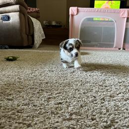 American Corgi and Pembroke Welsh Corgi Puppies from Robyn's Nest Farm