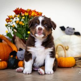 Miniature American Shepherd Puppies from Lynwood