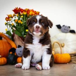 Miniature American Shepherd Puppies from Lynwood