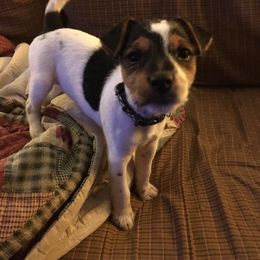 Jack Russell Terrier Puppies from Diamond Gates Jack Russel Terriers
