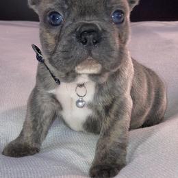 French Bulldog Puppies from Jasmine McMurtry