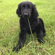 Flat-Coated Retriever Puppies from Nautabout Kennels