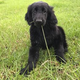 Flat-Coated Retriever Puppies from Nautabout Kennels