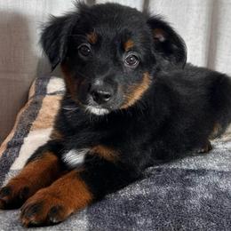 Greg Brandy - Black tri male Toy Australian Shepherd puppy in Sulphur, Louisiana from Triple J Aussies and Corgis