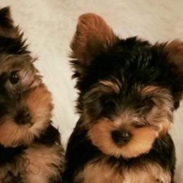 Yorkshire Terriers from Tammy's Yorkies