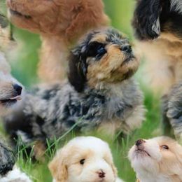 Aussiedoodles, Bernedoodles, Cockapoos, and Goldendoodles from Jackson County Doodles