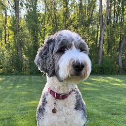 Evie - Sheepadoodle