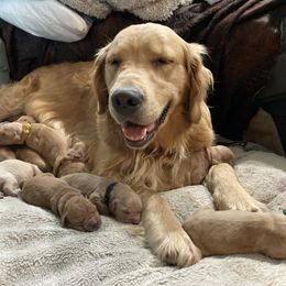Golden Retriever Puppies from Bit O'Heaven Farm