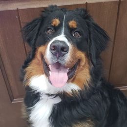 Jade - Bernese Mountain Dog