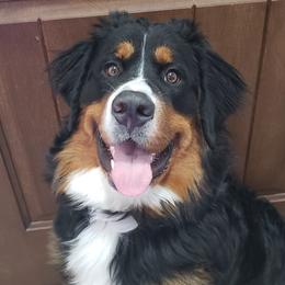 Jade - Bernese Mountain Dog