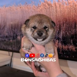 MOCHI - Red female Shiba Inu puppy in Minnesota from BonsaiShibas