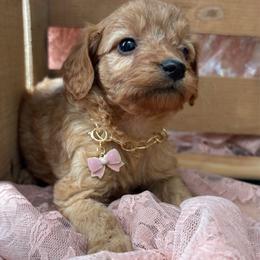 Ocean - Apricot female Cavapoo puppy in Lewisburg, Pennsylvania from Cinda's Cavapoos
