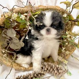 Dusty - Black tan and white male Japanese Chin puppy in Davisville, Missouri from Uniquely Yours, Shelly’s Japanese Chins