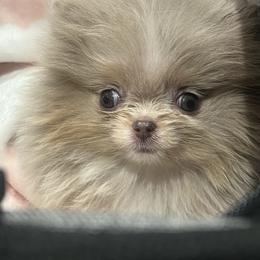 Harley - Chocolate merle female Pomeranian puppy in Brentwood, California from Royalpawpoms