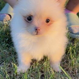 Pomeranian Puppies from My heavenly poms