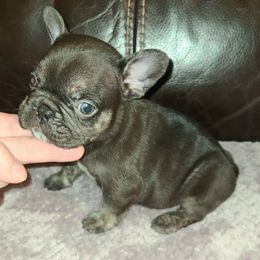 Cocoa - Liver female French Bulldog puppy in Graham, Washington from Kristy's French Bulldogs & Mini Schnauzers