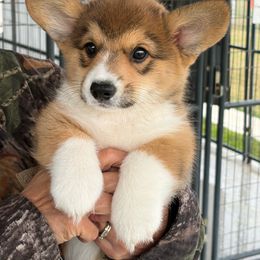 Blue Collar Male - Sable male Pembroke Welsh Corgi puppy in Victoria, Texas from Clear Creek Corgis