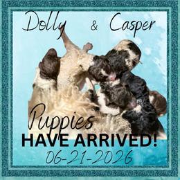 Elm - Parti male Poodle puppy in Meadowbrook, California from Standard Poodle Pups