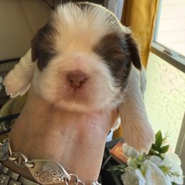 Daniel - Red and white male Shih Tzu puppy in Glens Falls, New York from Shih Tzus N Giggles