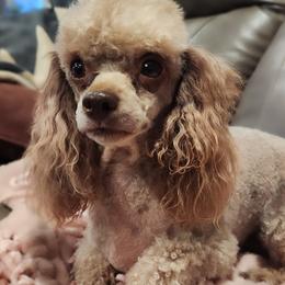 Lacy - Poodle