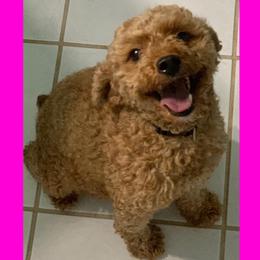 Ginger - Poodle
