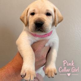 Pink Collar Girl - Yellow female Labrador Retriever puppy in Las Vegas, Nevada from Lucky Labrador Retrievers