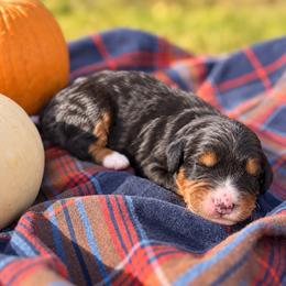 Stuffing - Tri-color male Bernedoodle puppy in Travelers Rest, South Carolina from Bernedoodle.do