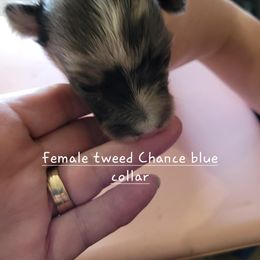 Miniature American Shepherd Puppies from Maureen Chappell's Miniature American Shepherds