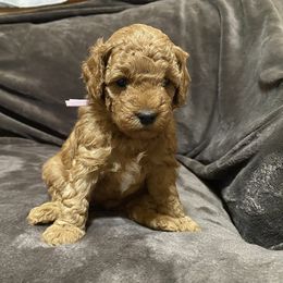 Goldendoodle Puppies from Simply Mini Goldendoodles
