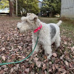 Benet - Wire Fox Terrier