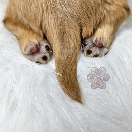 Dachshund Puppies from Treasure Dachshunds