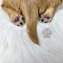 Dachshund Puppies from Treasure Dachshunds