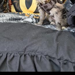 Adorable Chanel, 3200 - Merle female Chihuahua puppy in Burleson, Texas from Tiny Diiamond Chihuahua