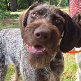 Emma - German Wirehaired Pointer