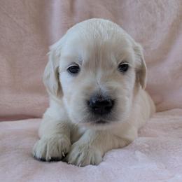 Pink Female - Light golden female Golden Retriever puppy in Roseburg, Oregon from Unbound Goldens