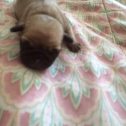 Pug Puppies from House of Briggs Pugs