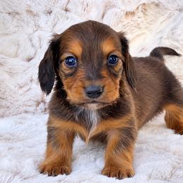 Finn - Red male Dachshund puppy in Farmington, Missouri from Eva Leas Pups