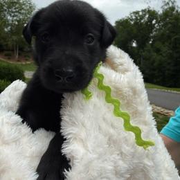 Lime Green Collar Black Male - Black male Labrador Retriever puppy in Gainesville, Georgia from Rucker Retrievers