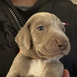 Orange - Silver gray male Weimaraner puppy in Aitkin, Minnesota from Whispering’s GunDogs