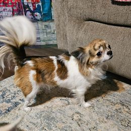 Dixie - Chihuahua