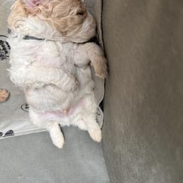 Bernedoodle, Cockapoo, and Goldendoodle Puppies from Avery Doodle Day LLC