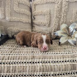 Lassie - Red male Cavapoo puppy in Floyd, Virginia from Hearts and Paws Poodles and Doodles